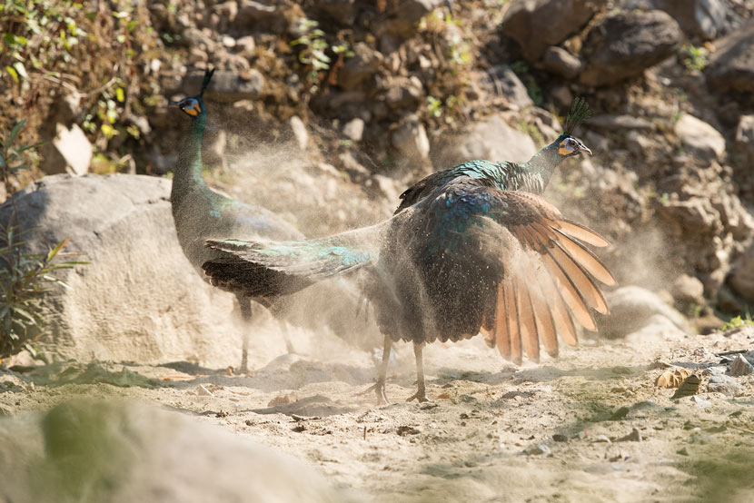 Green peafowl inhabit the Lancang River Basin in Yunnan province, 2018. Courtesy of Zhuang Xiaosong/Wild China Film