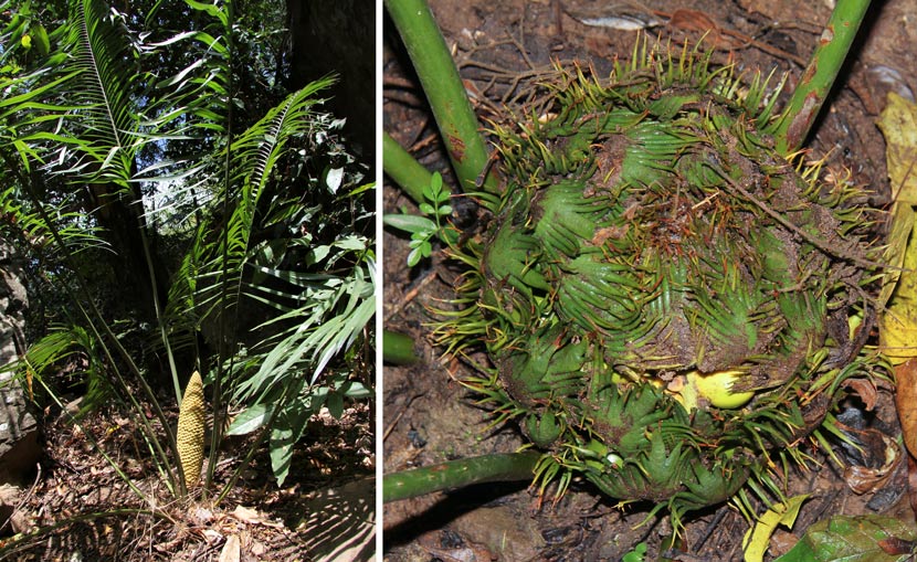 Male (left) and female Cycas chenii plants, a protected species, Yunnan province, 2015 and 2017. Courtesy of Friends of Nature
