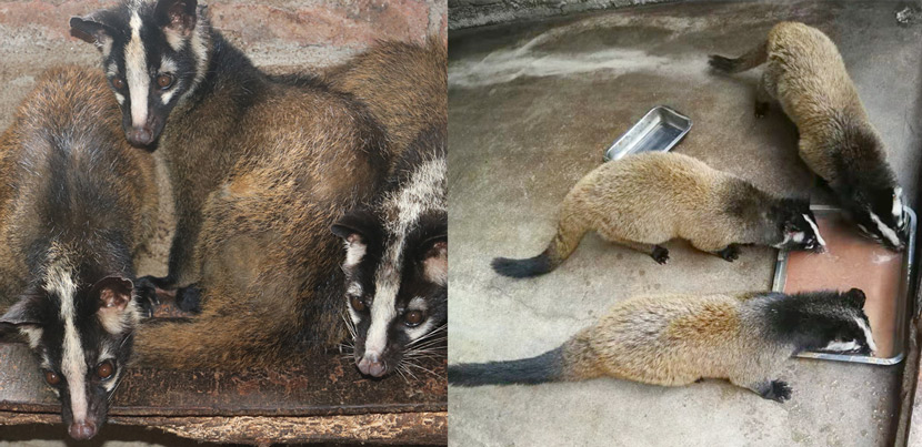 Civets raised by Rao Xiaojian’s company in Wan’an, Jiangxi province. Courtesy of Rao Xiaojian
