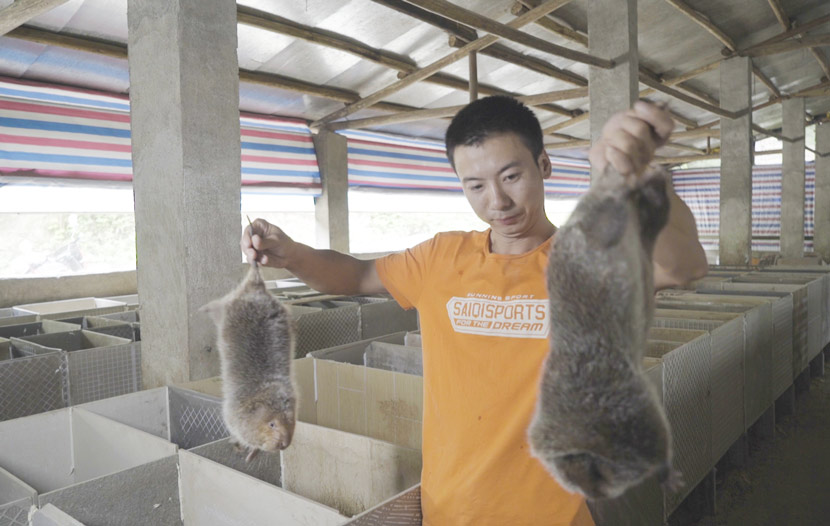 Liu Suliang, one of the Huanong Brothers, holds up two bamboo rats by their tails inside a barn in Nanjing Town, Jiangxi province, Sept. 26, 2018. Tang Xiaolan/Sixth Tone