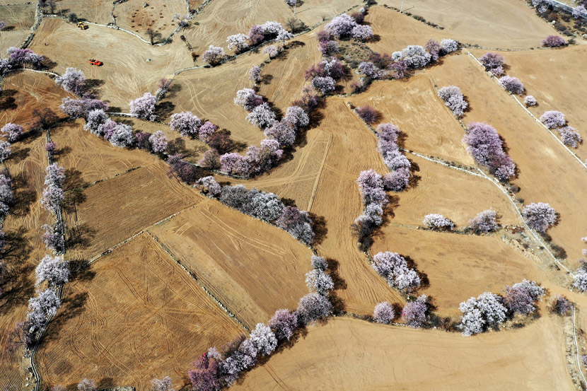An aerial view of blooming peach blossoms in Bomi County, Tibet Autonomous Region, March 26, 2020. Zhan Yan/Xinhua