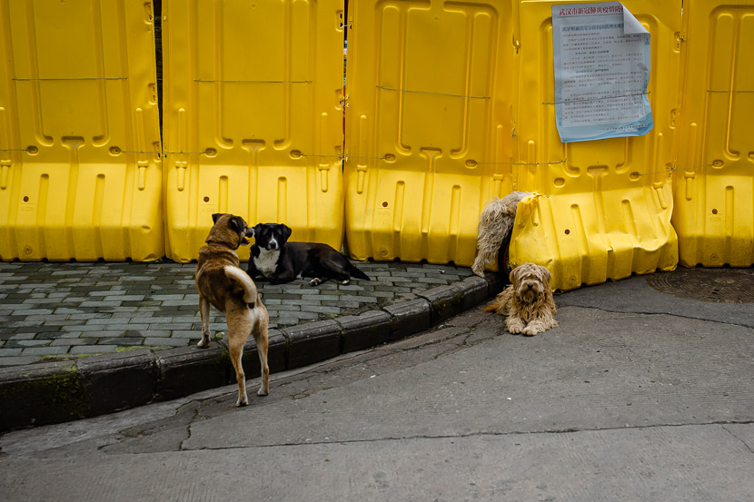 Dogs play in Wuhan, Hubei province, March 22, 2020. Gerry Yin/Wild Photos