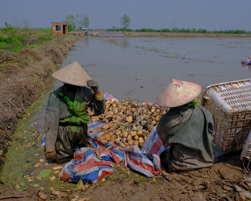 Workers prepare to transfer lotus roots near a muddy field in Wuhan, Hubei province, April 12, 2020. Shi Yangkun/Sixth Tone