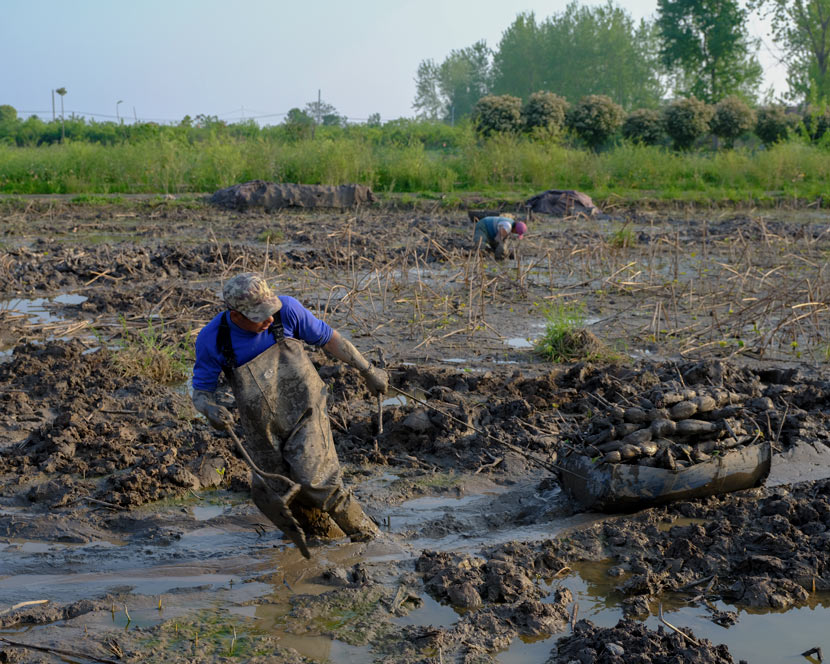 A worker pulls lotus roots along a muddy field in Wuhan, Hubei province, April 12, 2020. Shi Yangkun/Sixth Tone