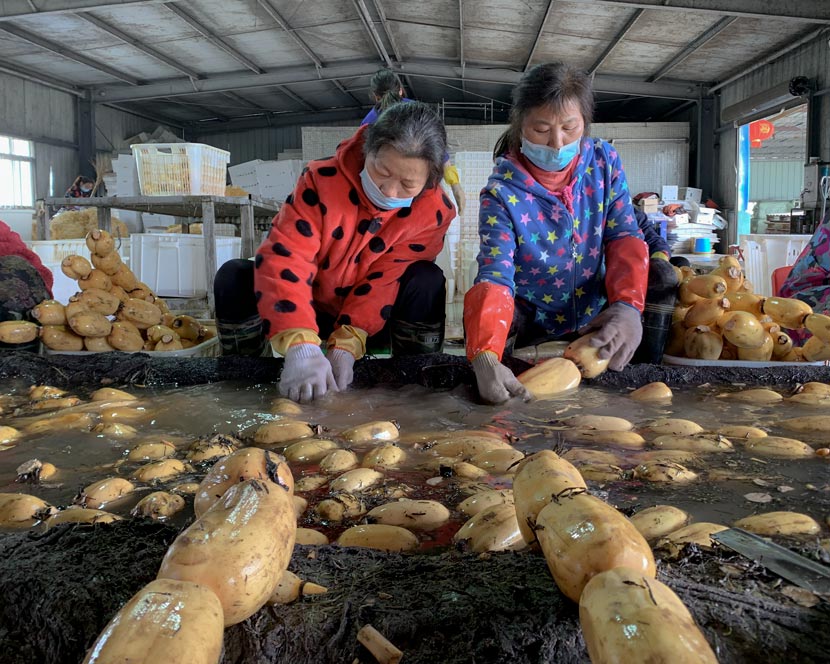 Workers clean lotus roots at a processing factory in Wuhan, Hubei province, April 2, 2020. Ye Ruolin/Sixth Tone