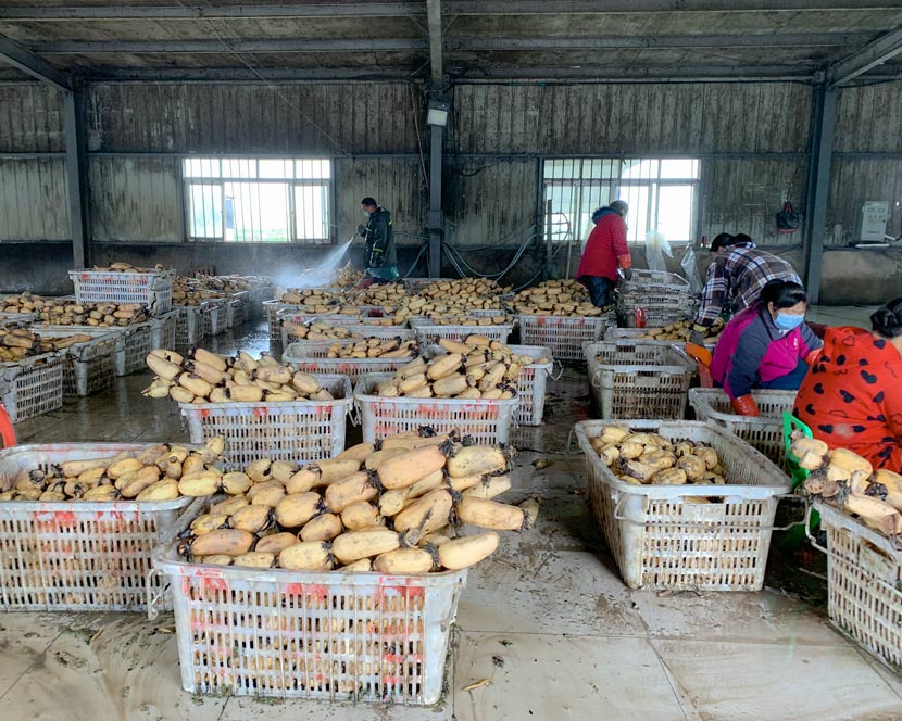 A general view of a processing factory in Wuhan, Hubei province, April 2, 2020. Ye Ruolin/Sixth Tone