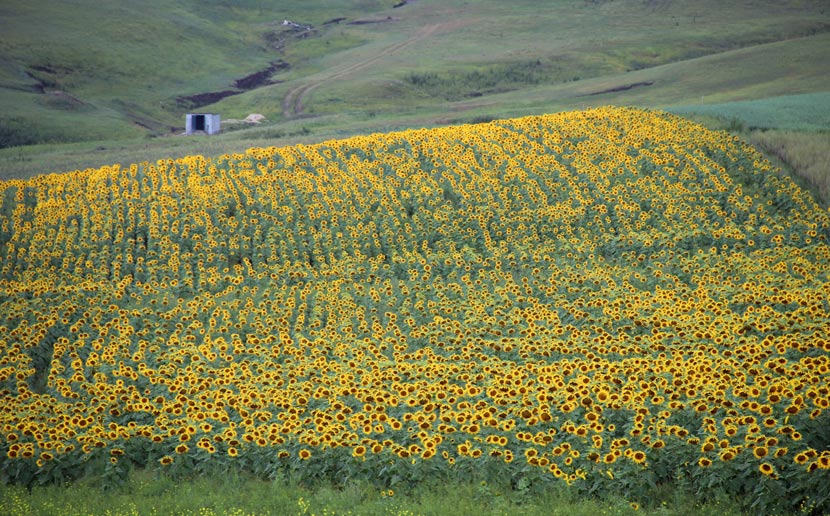 A view of a sunflower field in Huolingol, Inner Mongolia Autonomous Region, Aug. 30, 2015. Guo Pengjie/IC