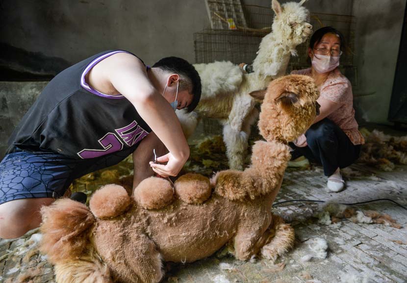 A man shears llamas in preparation for Children’s Day festivities at a zoo in Luoyang, Henan province, May 27, 2020. IC