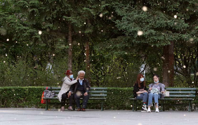 People sit on park benches as catkins fall from the willow trees around them in Harbin, Heilongjiang province, May 27, 2020. Zhang Shu/People Visual