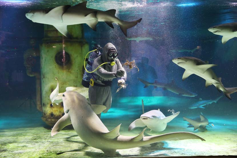 A diver feeds sharks at Nanjing Underwater World in Jiangsu province, May 30, 2020. Yang Bo/CNS/People Visual