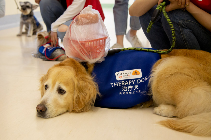 A golden retriever waits for an animal-assisted therapy session in Shanghai, June 1, 2020. Shi Yangkun/Sixth Tone