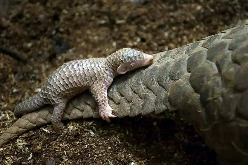 A baby pangolin hangs on its mother’s tail. Ning Feng/Chinese Business View/People Visual