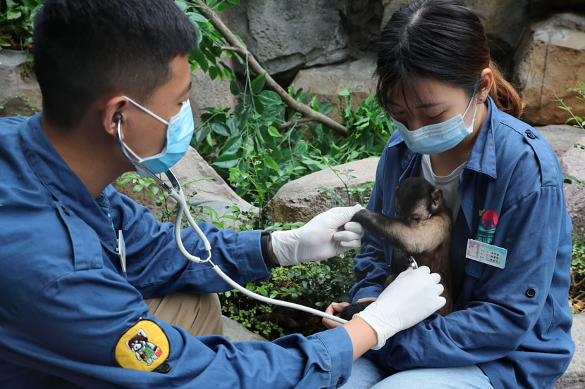 A zookeeper examines a brown capuchin monkey at the Nantong Forest Safari Park, in Nantong, Jiangsu province, June 16, 2020. Xu Congjun/IC