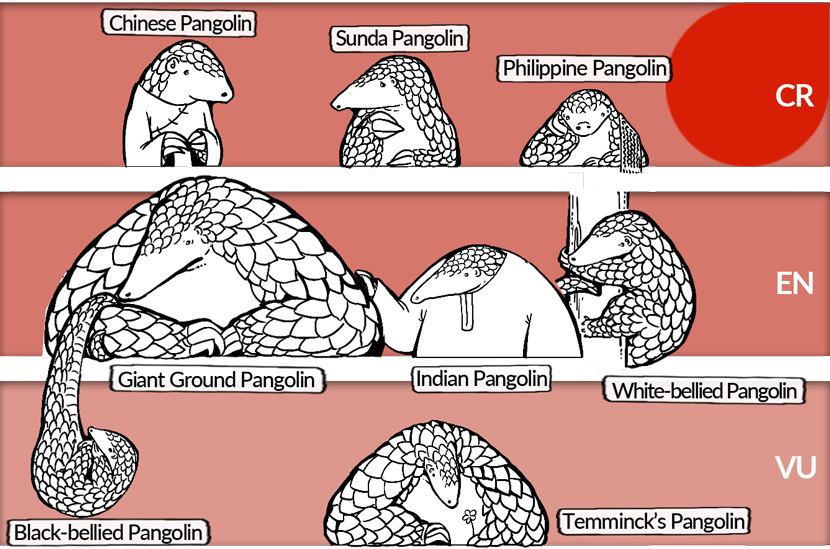 Eight species of pangolin are included on the International Union for Conservation of Nature’s Red List of Threatened Species. Illustrated by Hiaomao, edited by Ding Yining/Sixth Tone