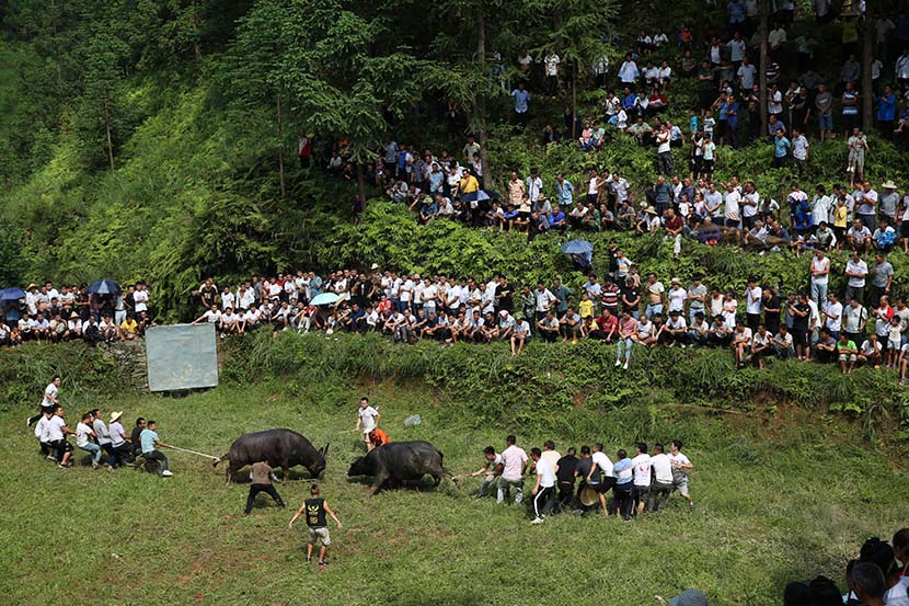 People of the Dong ethnic minority watch bull fights during the “June 6” traditional festival, in Rongjiang County, Guizhou province, June 26, 2020. People Visual