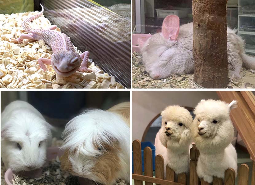 A selection of uncommon pets at an animal café in Shanghai. Courtesy of Mothy Garden