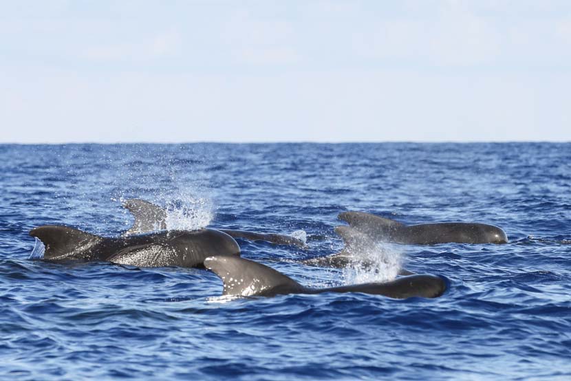 A pod of short-finned pilot whales in the South China Sea, July 20, 2020. Xinhua