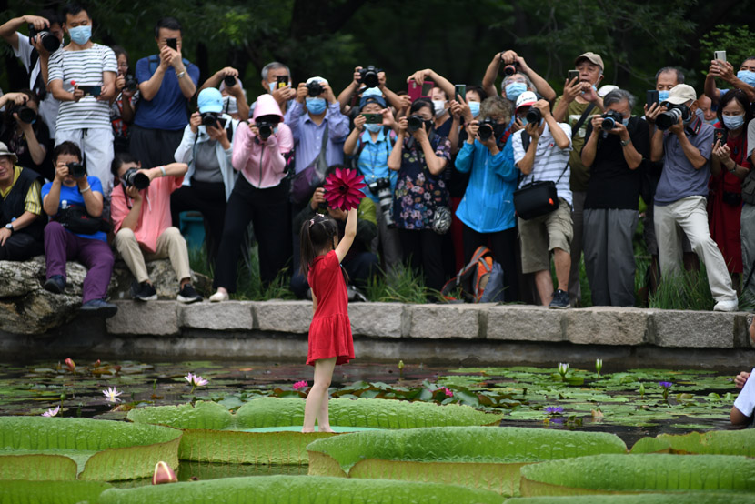 Photographers take pictures of a girl standing on large lily pad in the middle of a pond in Beijing, Aug. 1, 2020. Su Weizhong/People Visual