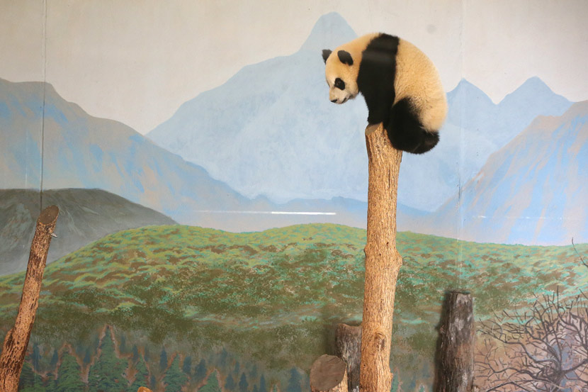 Jia Yueyue is perched atop an artificial tree trunk in her enclosure at the Toronto Zoo in Ontario, Canada, Oct. 8, 2016. Steve Russell/Toronto Star/People Visual