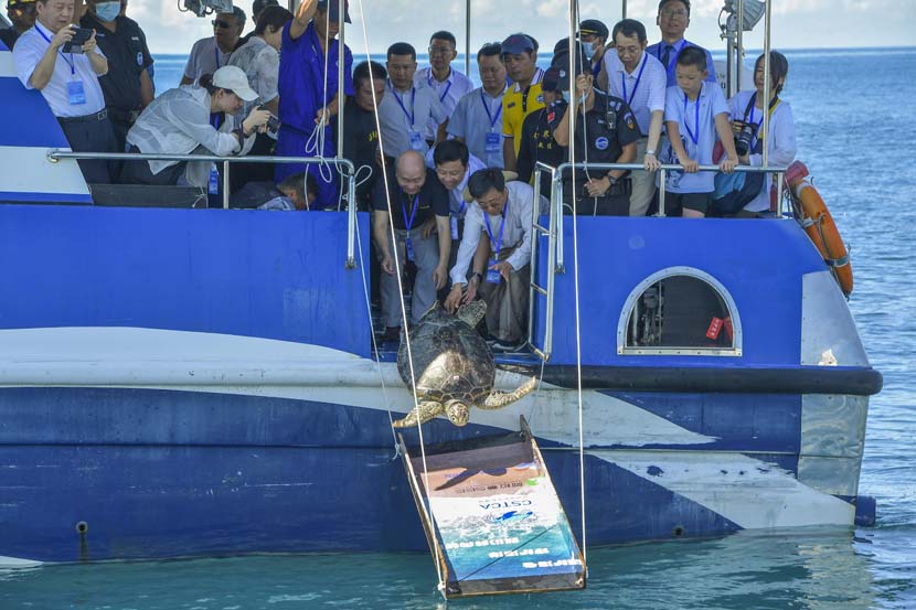 People set a sea turtle free in Lingshui, Hainan province, Aug. 8, 2020. Luo Yunfei/CNS/People Visual