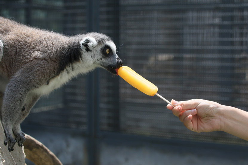A ring-tailed lemur licks a popsicle offered by a zookeeper on a hot summer day in Yantai, Shandong province, Aug. 10, 2020. Tang Ke/People Visual