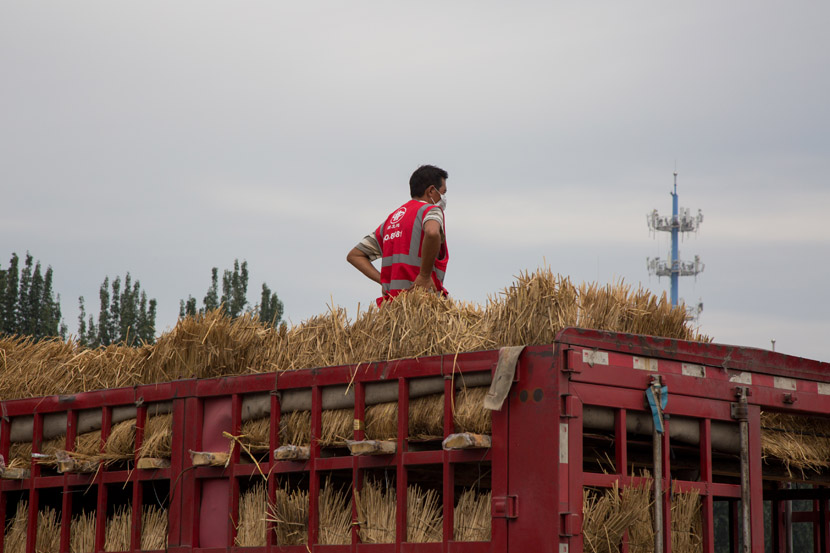 A vendor in a red identifying vest stands atop his truck in Xinfadi market, Beijing, Aug.15, 2020. The market had been closed since June 13, when a COVID-19 outbreak was traced back to the area. Shi Yangkun/Sixth Tone