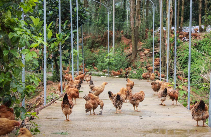 Chickens fed on avocado are seen at Xiong Guanshui’s plantation in Xianhu Town, Guangxi Zhuang Autonomous Region, March 9, 2017. Chen Na/Sixth Tone