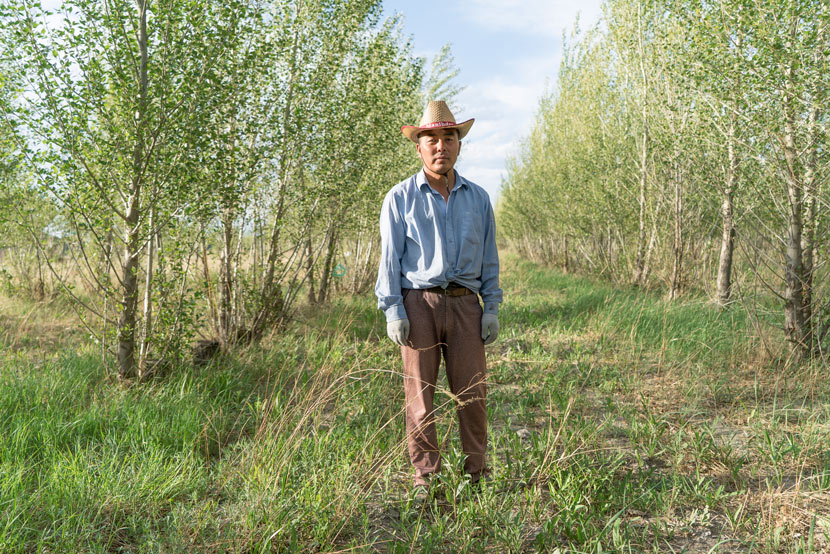 Tong Mandula stands amid trees he planted to break the wind in Horqin, Inner Mongolia Autonomous Region, June 7, 2016. Chen Xi/Sixth Tone