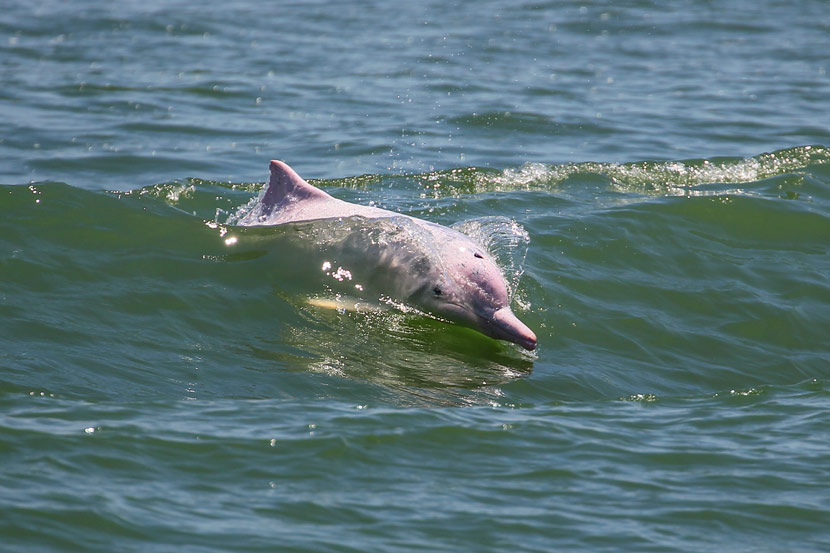 A Chinese white dolphin swims in the Pearl River near Zhuhai, Guangdong province, May 31, 2013. Courtesy of Mo Yaqian