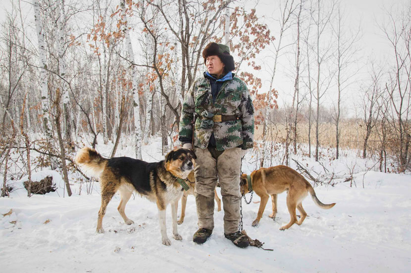 Ge Chunyong stands with dogs in the forests of the Lesser Hinggan Mountains, Heilongjiang province, Nov. 26, 2016. Zhou Pinglang/Sixth Tone
