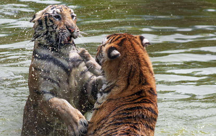 Two Siberian tigers fight at the Siberian Tiger Park in Harbin, Heilongjiang province, June 27, 2017. Courtesy of Zhu Yuehan/Siberian Tiger Park