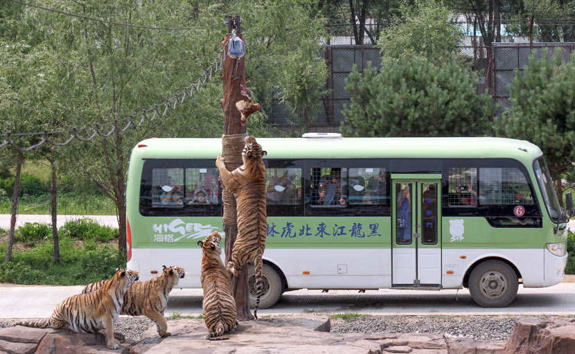 Tourists watch Siberian tigers feed from inside a bus at the Siberian Tiger Park in Harbin, Heilongjiang province, June 27, 2017. Courtesy of Zhu Yuehan/Siberian Tiger Park