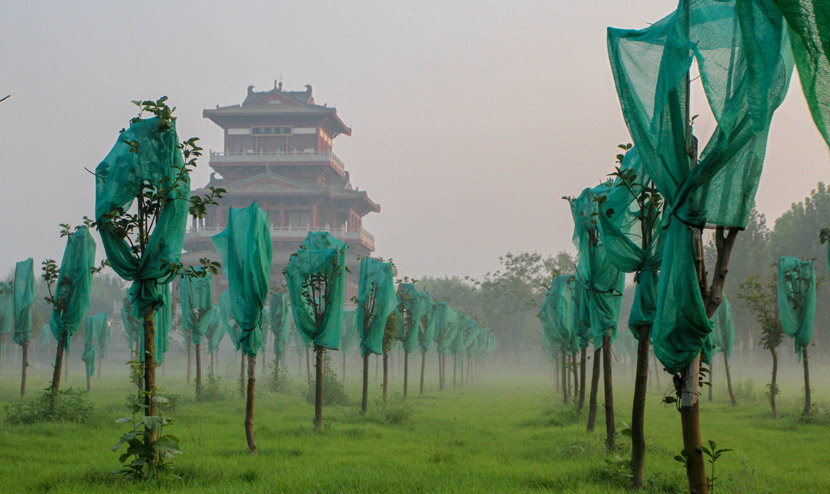 A mist covers a grove in Handan, Hebei province, Aug. 29, 2020. People Visual