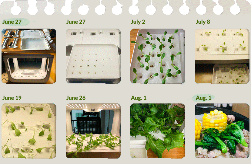 A collage of images shows the planting process. Photo from Li Xueshi and edited by Ding Yining/Sixth Tone