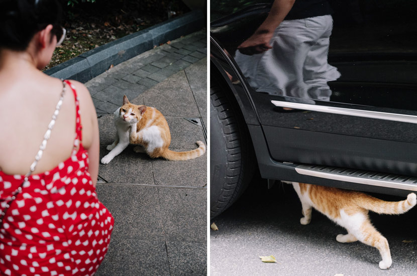 Stray cats in a community in Shanghai, Aug. 7, 2020. Zhou Pinglang for Sixth Tone