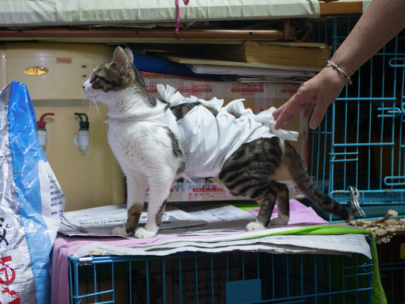 A stray cat is covered in gauze after getting desexed in Hangzhou. Zhejiang province, June 24, 2017. Rayfoto/People Visual
