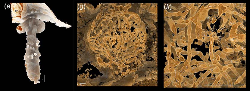The 3D reconstruction of the fossilized ostracods. From left to right: a reproductive organ of a male ostracod; the lump of sperm found in the female ostracod; and a detailed look at the fossilized sperm. Wang He for Sixth Tone