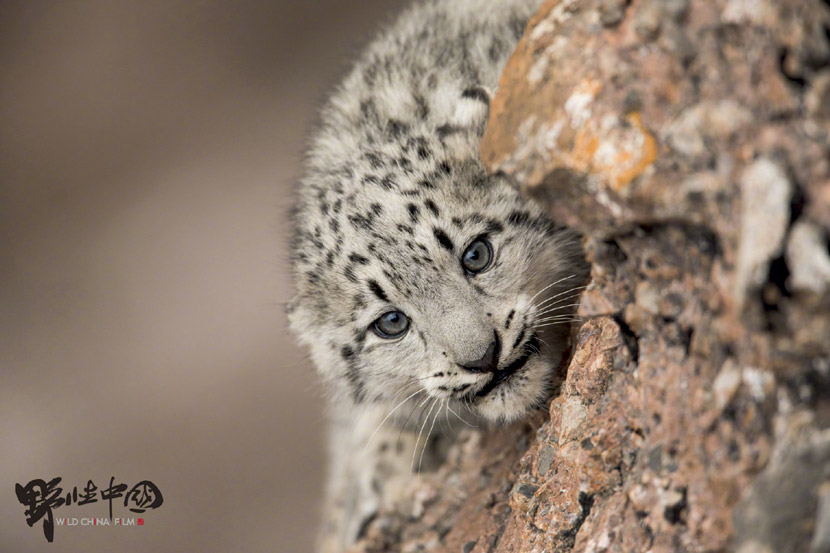 Tshultan’s viral photo of a baby snow leopard. From Wild China Film