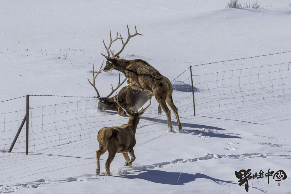 A photo by Konchok Chöphel showing Thorold’s deer leaping over a barbed wire fence. The fences keep livestock safe, but can be deadly to local wildlife. From Wild China Film