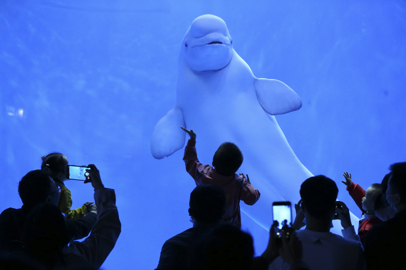 Visitors take photos at an aquarium in Guiyang, Guizhou province, Oct. 8, 2020. IC