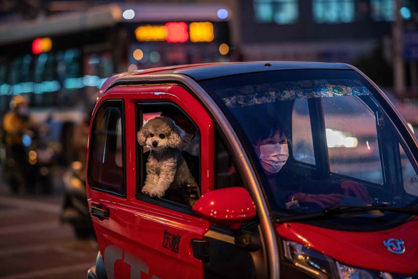 A woman in a face mask drives as her dog peeks out of the window during their rush-hour commute in Beijing, Oct. 15, 2020. Nicolas Asfouri/People Visual