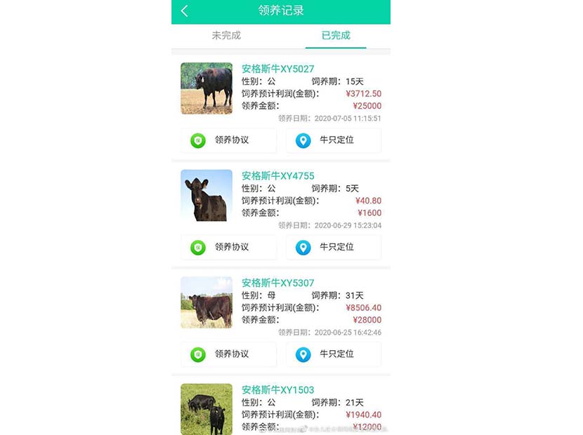 A screenshot shows details of various “cloud cattle” on the Xinyue app. From The Paper