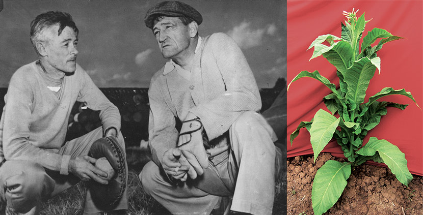 Claire Lee Chennault (right) takes a break during a baseball match in Yunnan province, 1940s. From Kongfz.com; Right: A Yunnan Mammoth Gold tobacco plant. Courtesy of the author