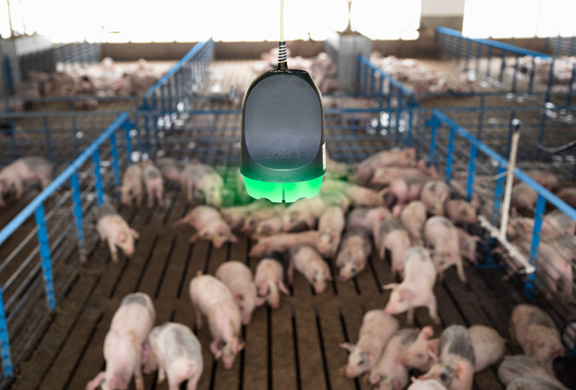 Boehringer Ingelheim’s sound-monitoring device capable of predicting whether pigs are sick based on their coughing frequency. Katie Knapp/Boehringer Ingelheim