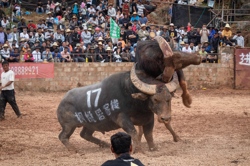 Bull 17 hooks and lifts his opponent high above him with his horn during a bullfight at an arena in Shilin Yi Autonomous County, Yunnan province, October 2020. Kenrick Davis/Sixth Tone