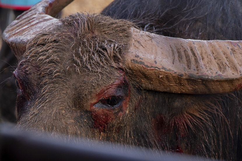 A winning bull with blood around his eyes prepares to be led out of the bullfight arena in Shilin Yi Autonomous County, Yunnan province, October 2020. Kenrick Davis/Sixth Tone