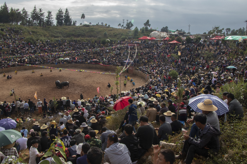 A crowd gathers around a hillside to watch bullfights at an event in Shilin Yi Autonomous County, Yunnan province, October 2020. Kenrick Davis/Sixth Tone