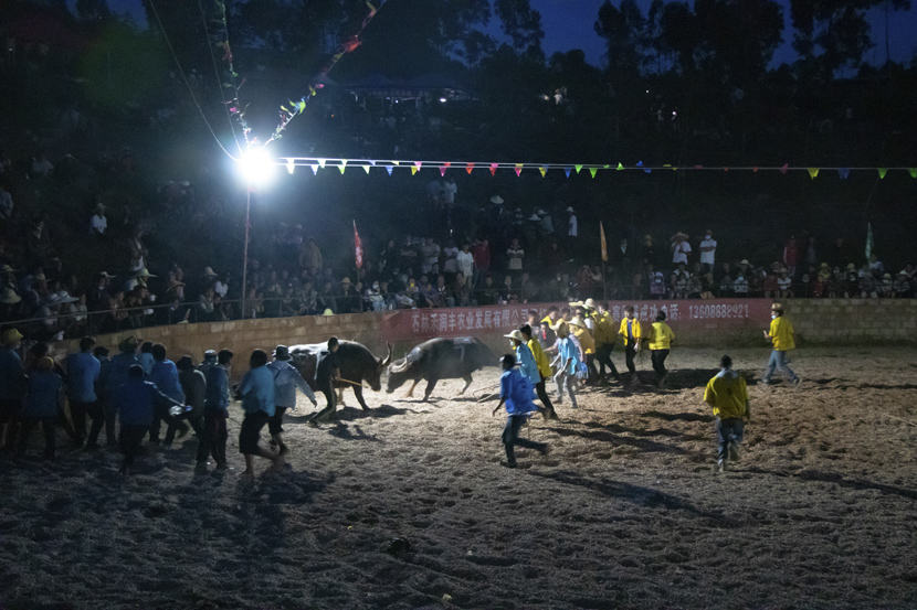 Two bulls surrounded by cowboy handlers fight late into the night during the final stages of the competition in Shilin Yi Autonomous County, Yunnan province, October 2020. Kenrick Davis/Sixth Tone