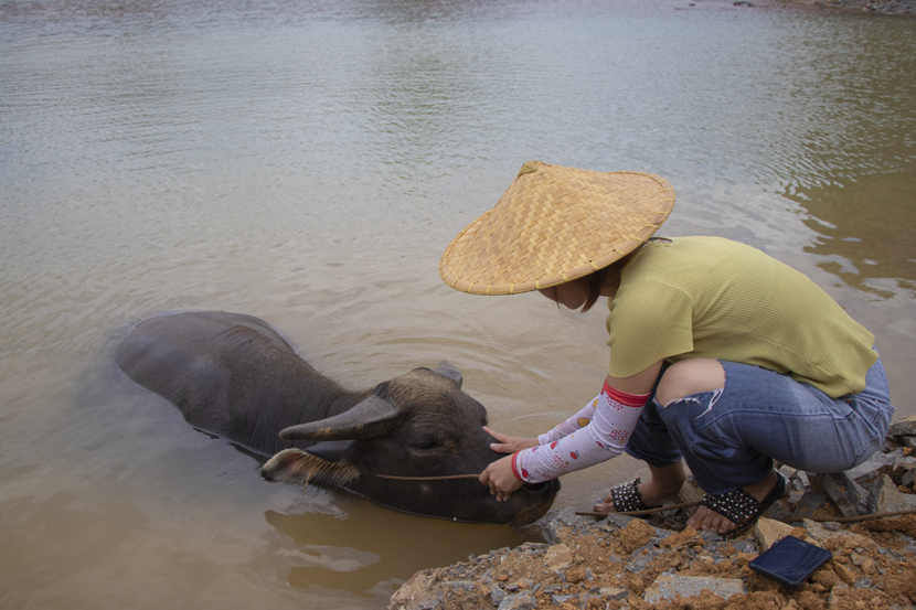 Huang Fei massages her bulls at a pool near Guiyang, Guizhou province, October 2020. Kenrick Davis/Sixth Tone