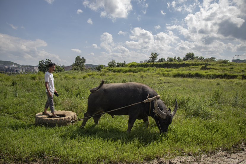 A bull handler exercises his bull — named Crouching Tiger Hidden Dragon — in the countryside near Guiyang, Guizhou province, October 2020. Kenrick Davis/Sixth Tone